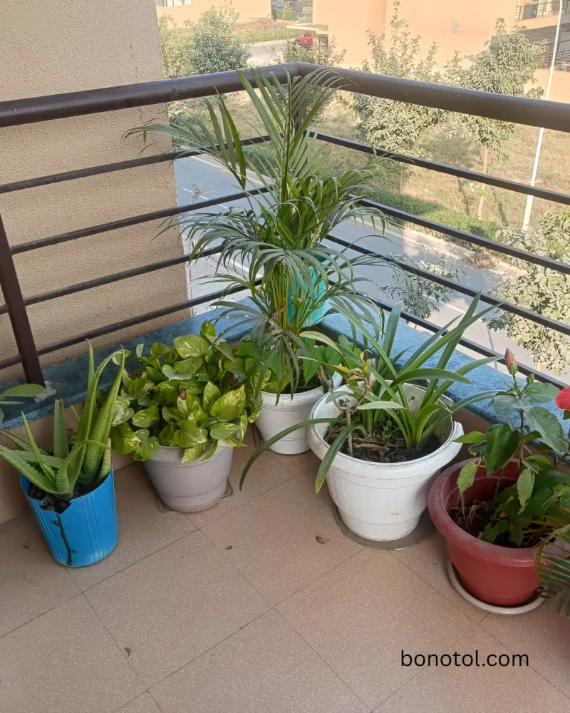 Balcony Plants