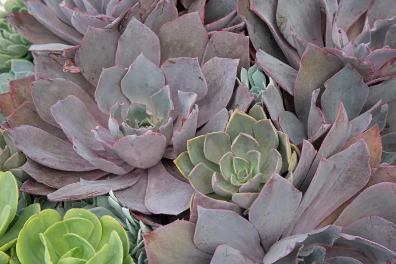 Succulents