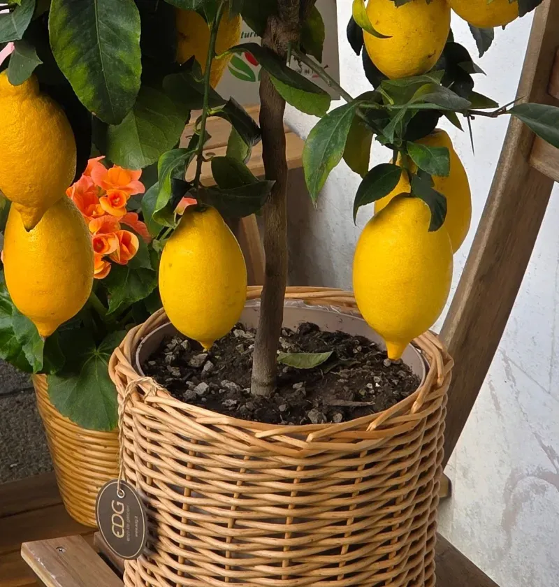 Fruits Plant