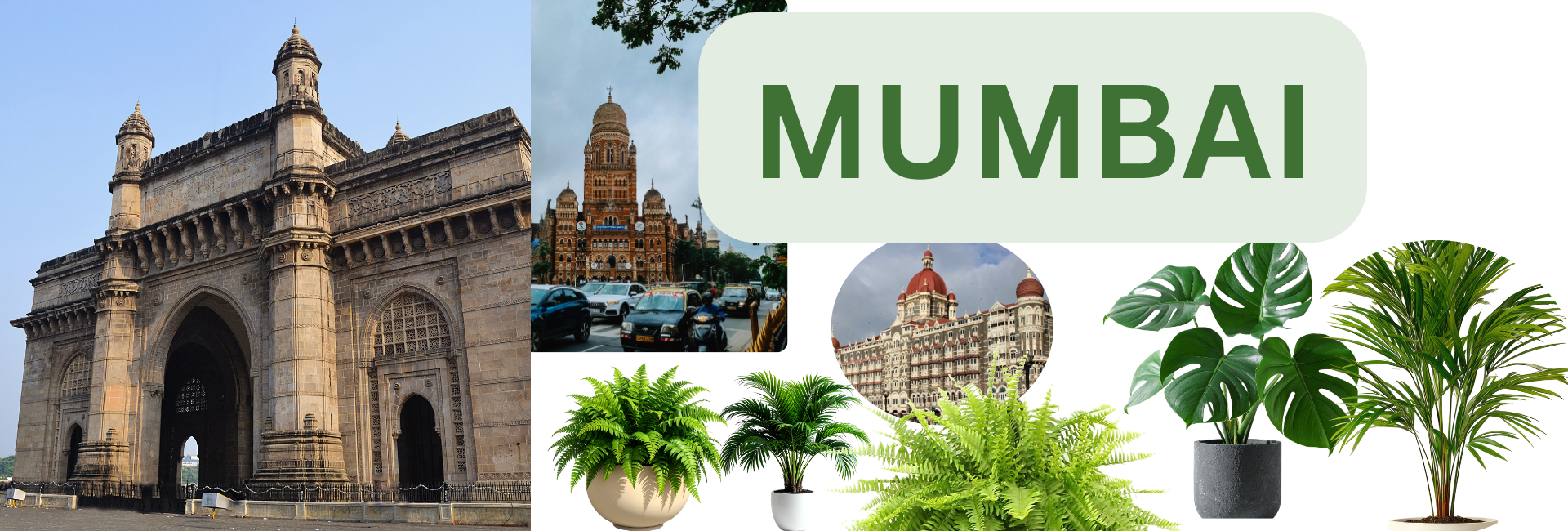 Buy Live Plants Online in Mumbai & MMR – Delivered to Your Doorstep