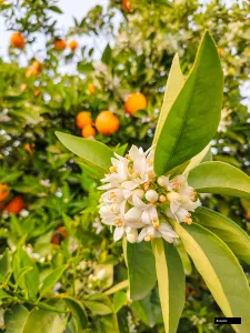 Valencia Midknight Orange Plant