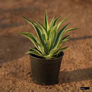 Agave Plant