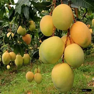 Manohari Mango