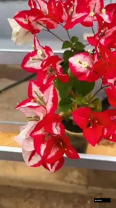 Wajid Red Bougainvillea