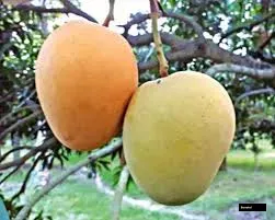 Himsagar Mango Grafted Plant