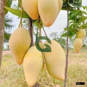 Naam Dokmai Mango Grated Tree