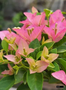 Kayata (grafted) Bougainvillea