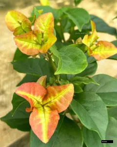 3 Star (rooted) Bougainvillea