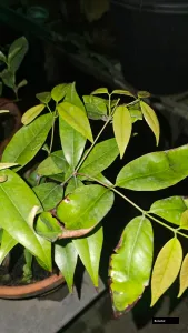 Blueberry Plant