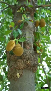 Komodo Jackfruit