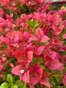 Briza Red Grafted Plant