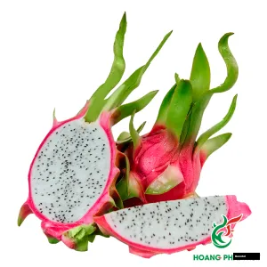 red skin white flesh dragon fruit Plant