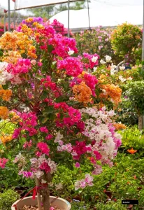 Rainbow Variegated Bougainvillea
