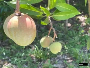 Maya Mango Plant
