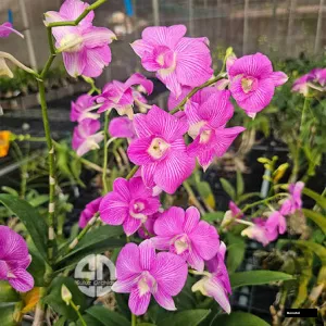 Dendrobium Salaya Stripe Orchid Plant