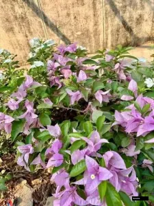 Sweet Dream Bougainvillea Plant