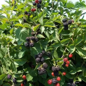 Black Berry With Fruit Tree