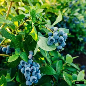 Blueberry Plant