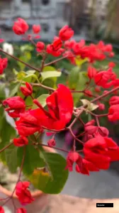 Royal Dauphine Beautiful Red Bougainvillea Bonotol