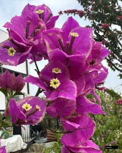 Buttercup Bougainvillea Plant