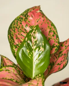 Aglaonema Pink Valentine Plant
