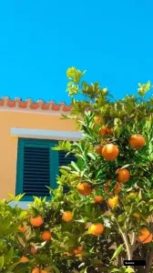 Valencia Pera Orange Plant