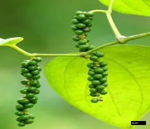 Black Pepper Small