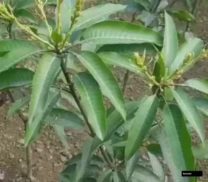 Pusha Shresth Mango Plant