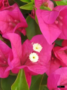 Rijnstar Pink (Rooted) Bougainvillea