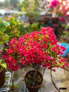 Golden Pedro (grafted) Bougainvillea