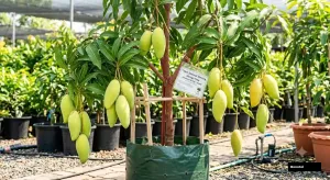 Nam Dok Mai Simong Mango Tree