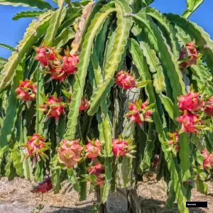 Jumbo Reddragan Tree