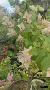 Liw Liwa Bougainvillea Plant