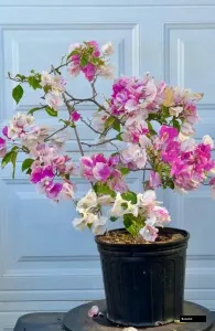 Magic Ice Cream (grafted) Bougainvillea