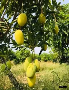 Daseri Mango Tree