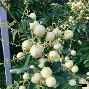 Seed Less Longan White Plant