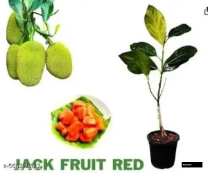 Pink Jackfruit Alltime Plant