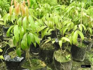 Mumbai Lichi Plant
