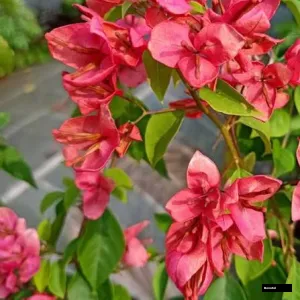 Tanglong Orange Bougainvillea