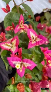 Flybaits Bougainvillea