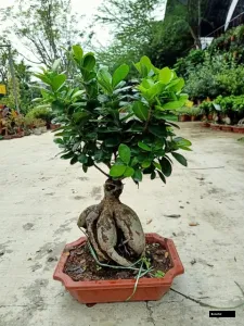 Ficus Bonsai Plant