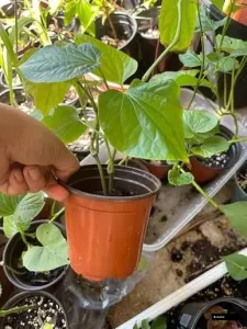 Chui Jhal Plant