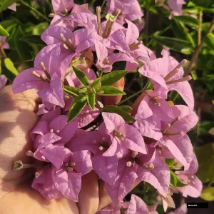 Formosa Batik Bougainvillea Plant
