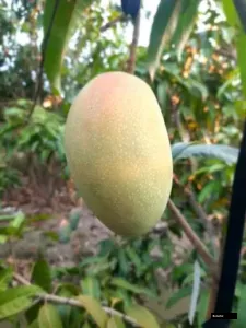 Taichung Mango Premium Plant Grafted Plant
