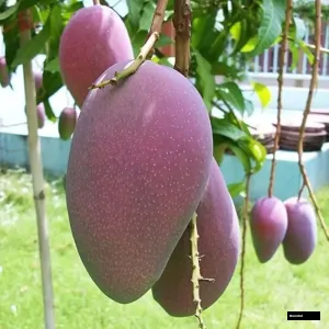 Bn7 Mango Plant