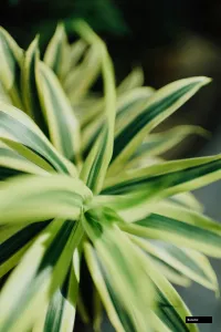 Dracaena Darasing Plant