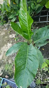Jayant Anthurium Plant