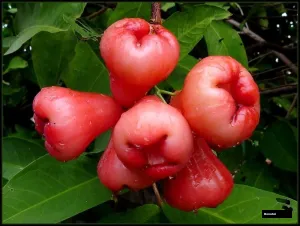 Bali Chamba Water Apple Plant Grafted Red Jamrul