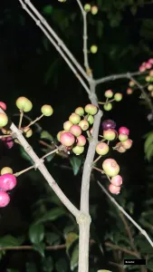 Blueberry Plant