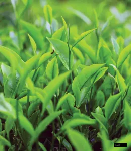 Darjeeling Tea Plant